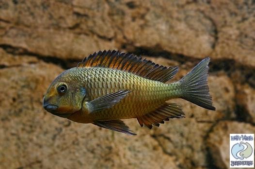Tropheus sp. 'red' Cape Kachese